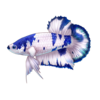 Betta: Blue Marbl...